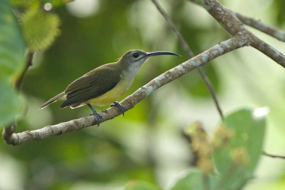 Little Spiderhunter - ML620638153