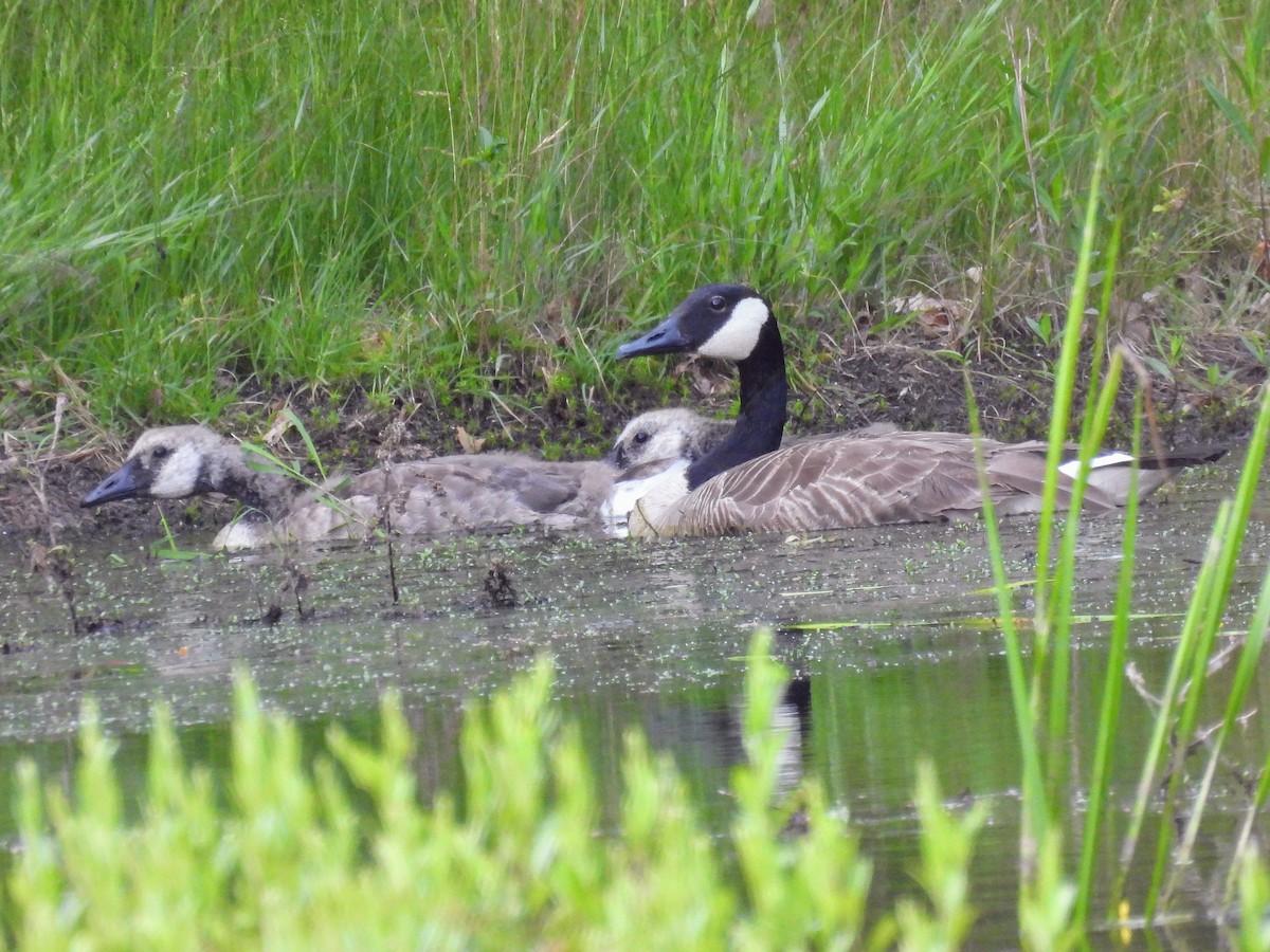 Canada Goose - ML620638154