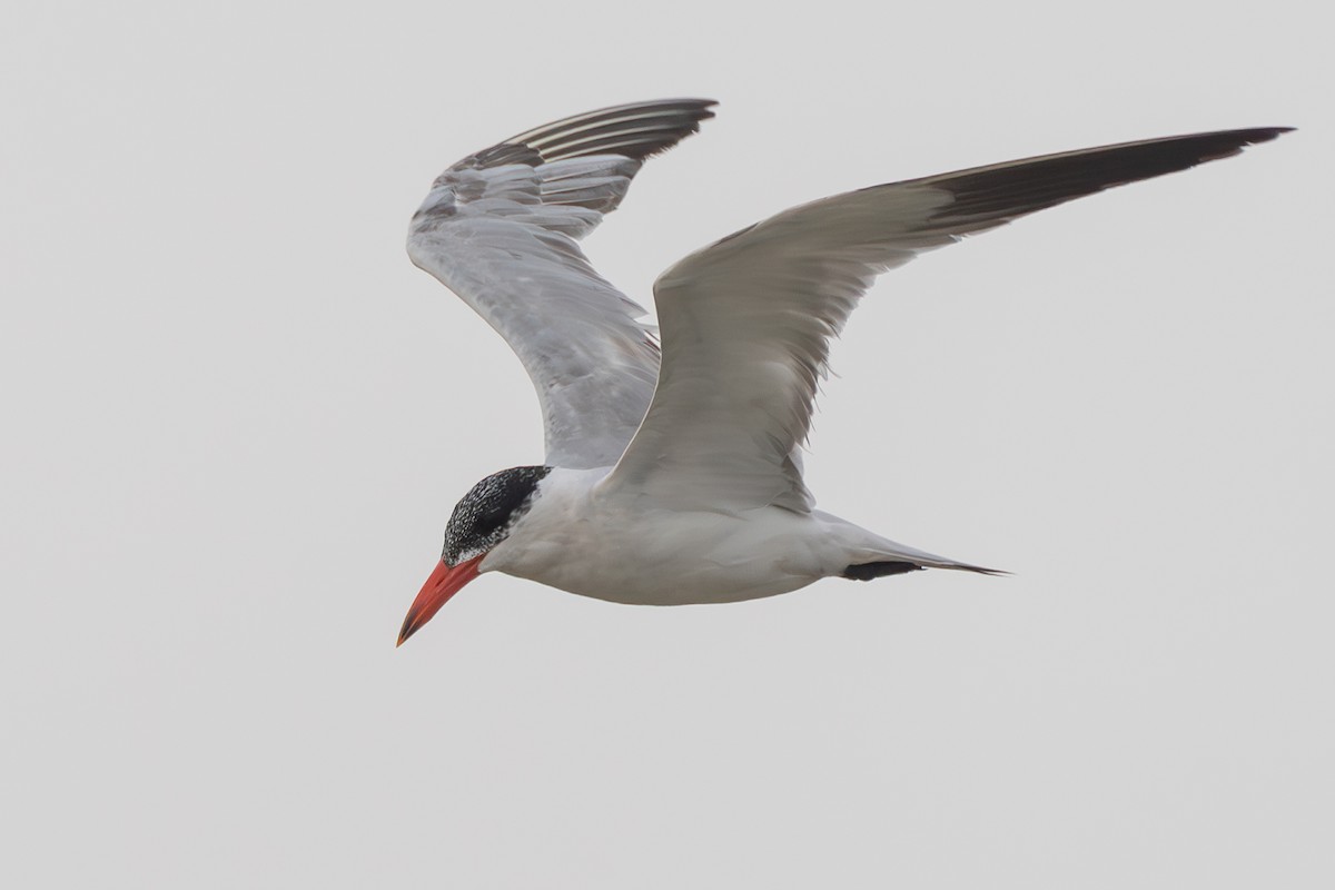 Caspian Tern - ML620638157