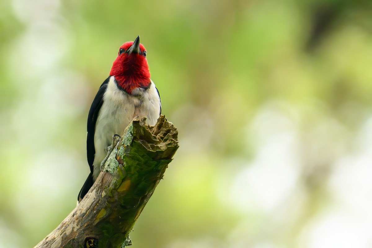 Red-headed Woodpecker - ML620638160