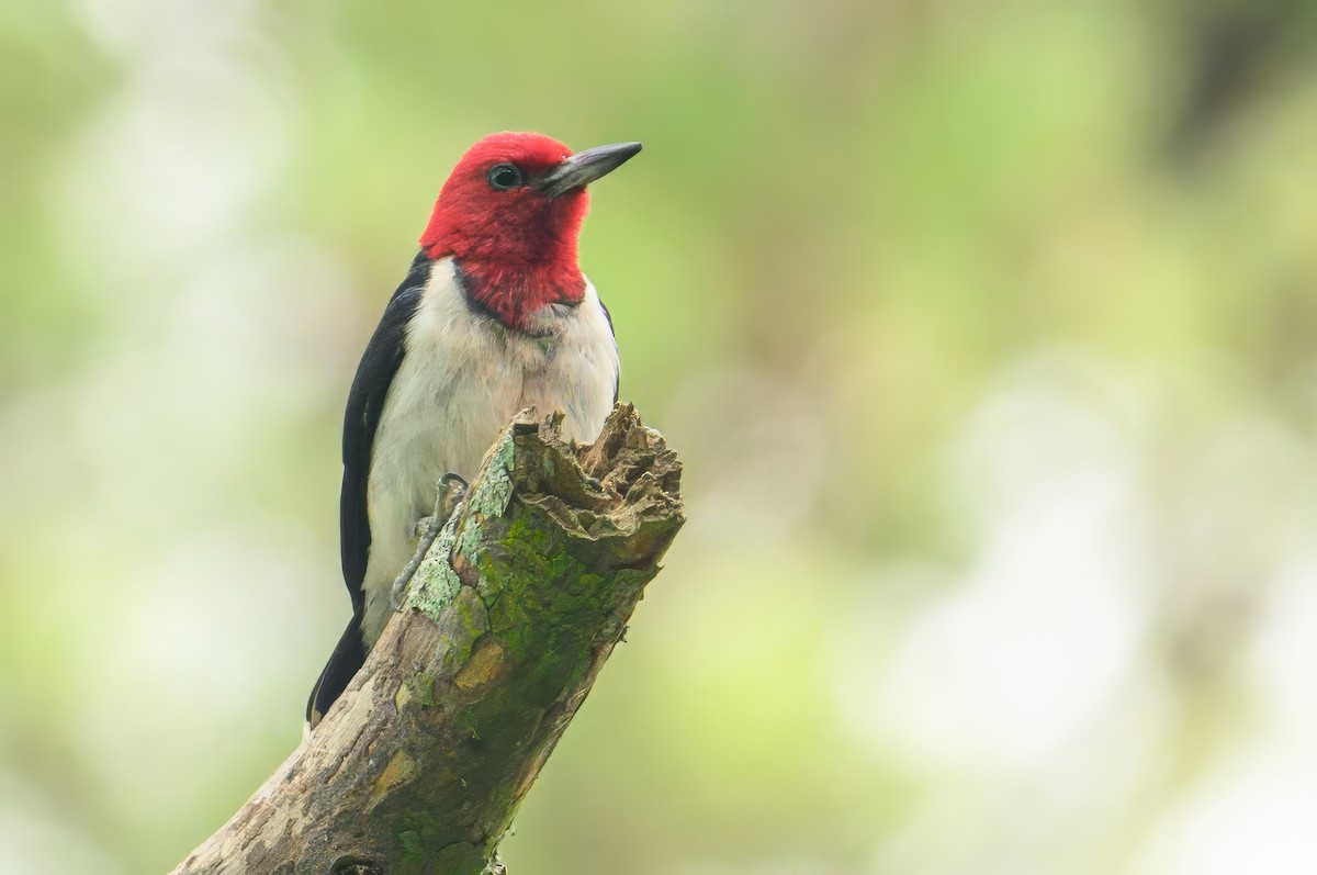 Red-headed Woodpecker - ML620638161