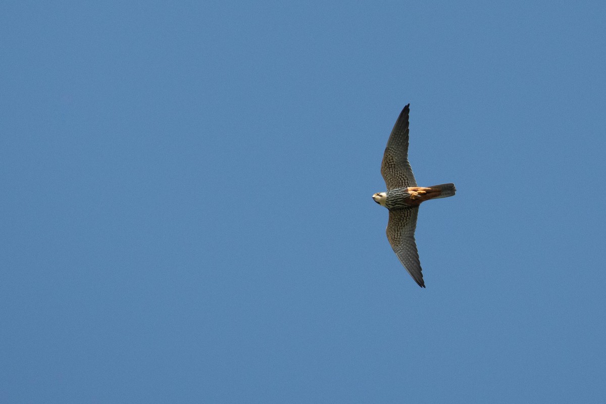 Eurasian Hobby - ML620638162