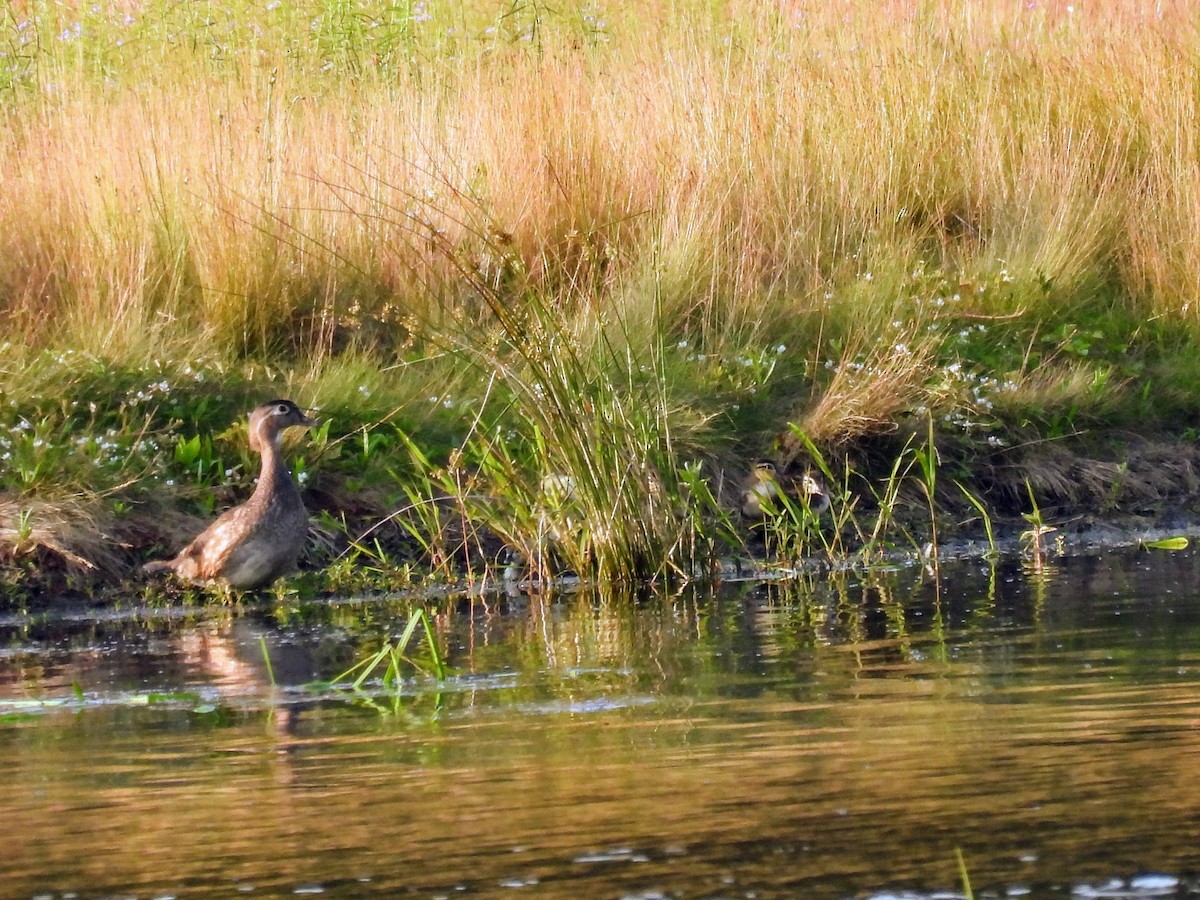 Wood Duck - ML620638166