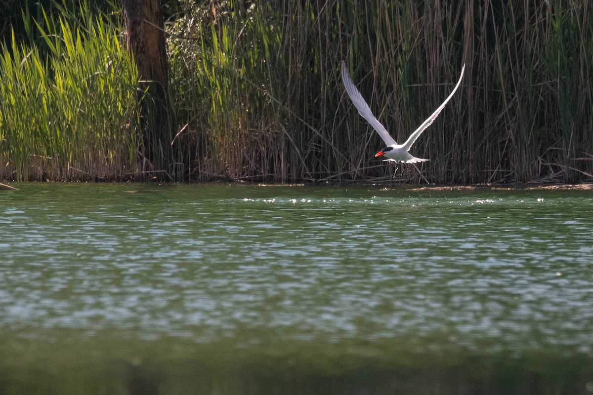 Caspian Tern - ML620638167