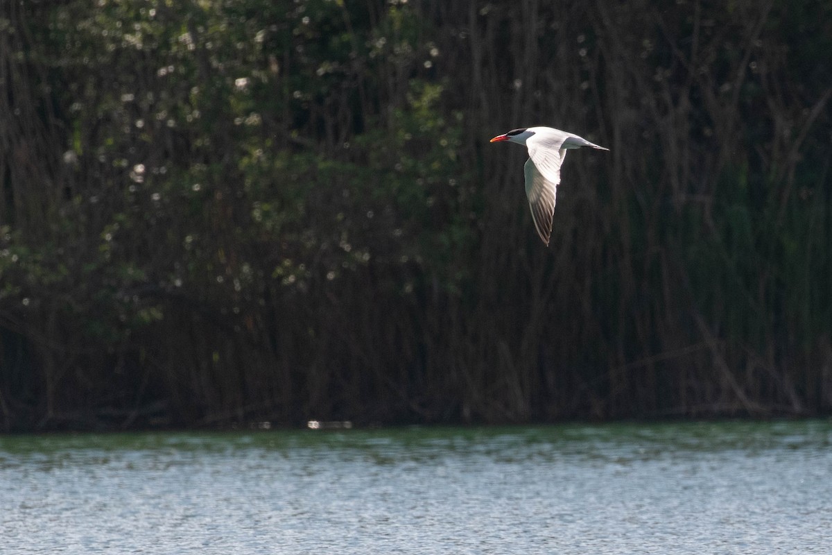 Caspian Tern - ML620638169