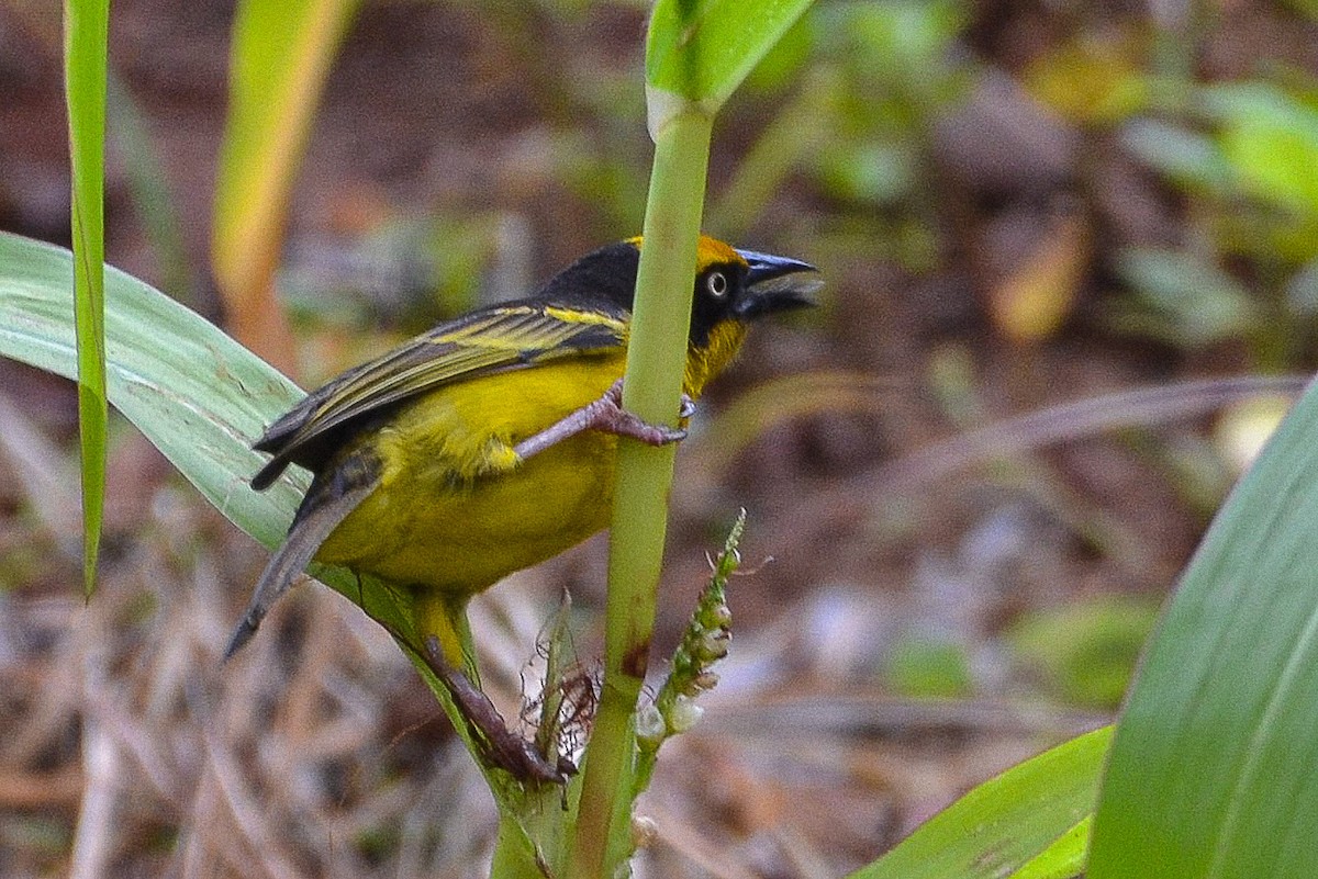 Baglafecht Weaver - ML620638170