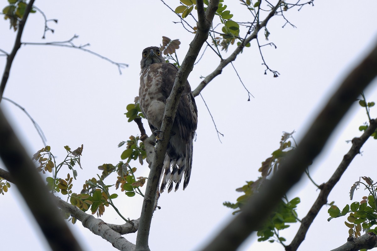 Crested Goshawk - ML620638171