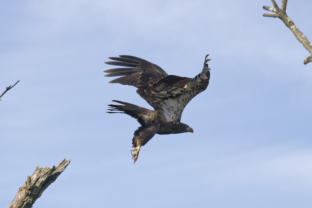 Bald Eagle - ML620638180