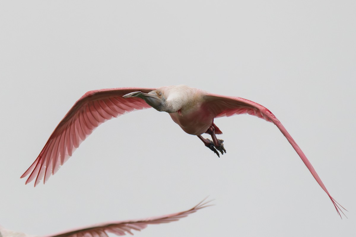 Roseate Spoonbill - ML620638184