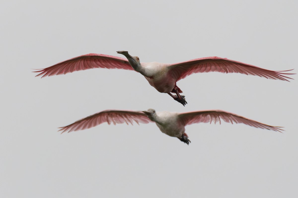 Roseate Spoonbill - ML620638186