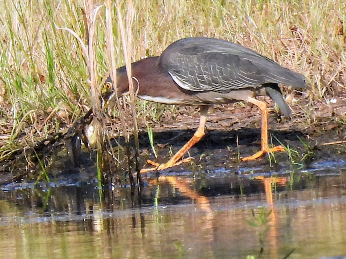 Green Heron - ML620638187