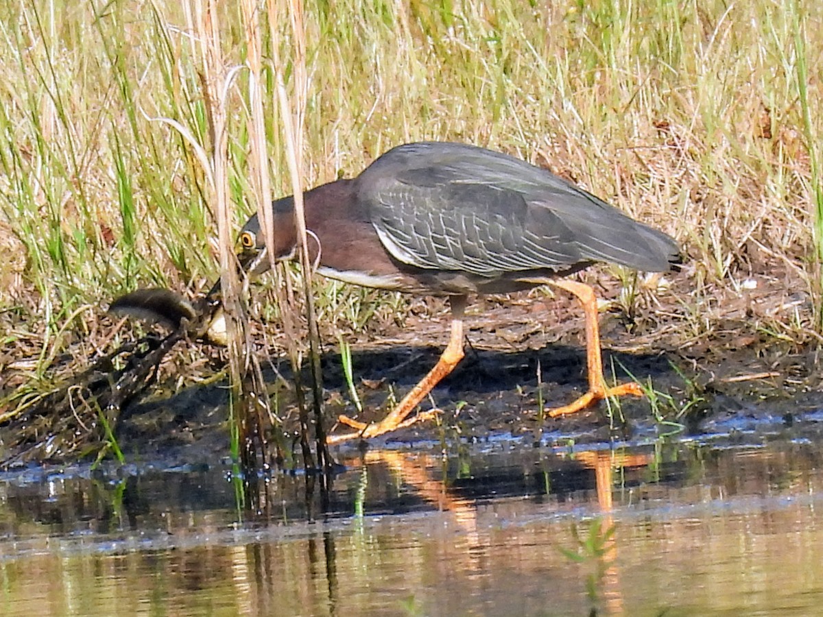 Green Heron - ML620638188