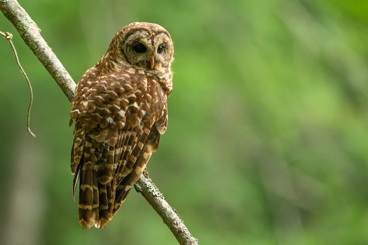 Barred Owl - ML620638196