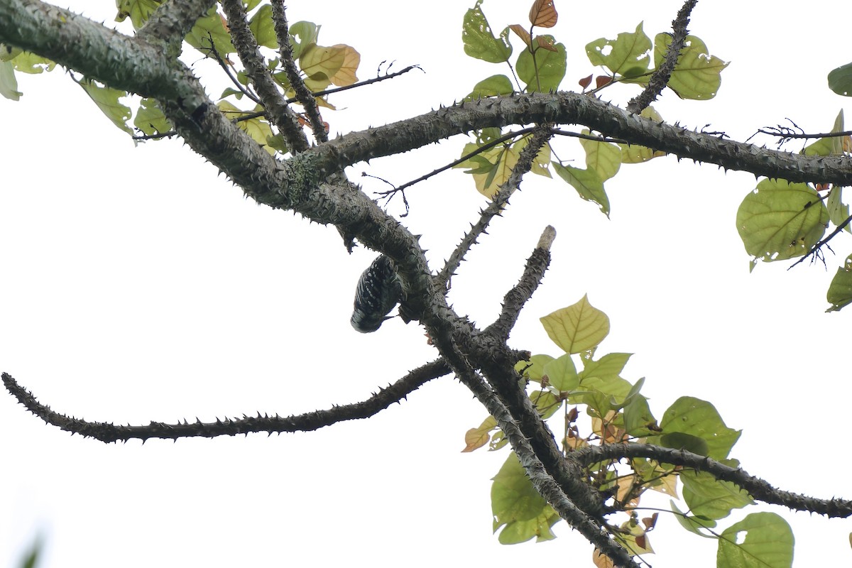Gray-capped Pygmy Woodpecker - ML620638202