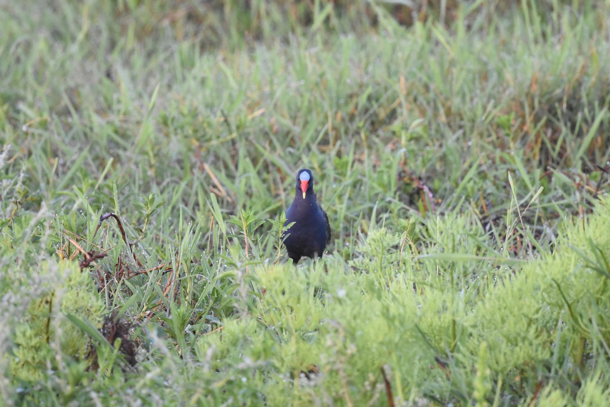 Purple Gallinule - ML620638204