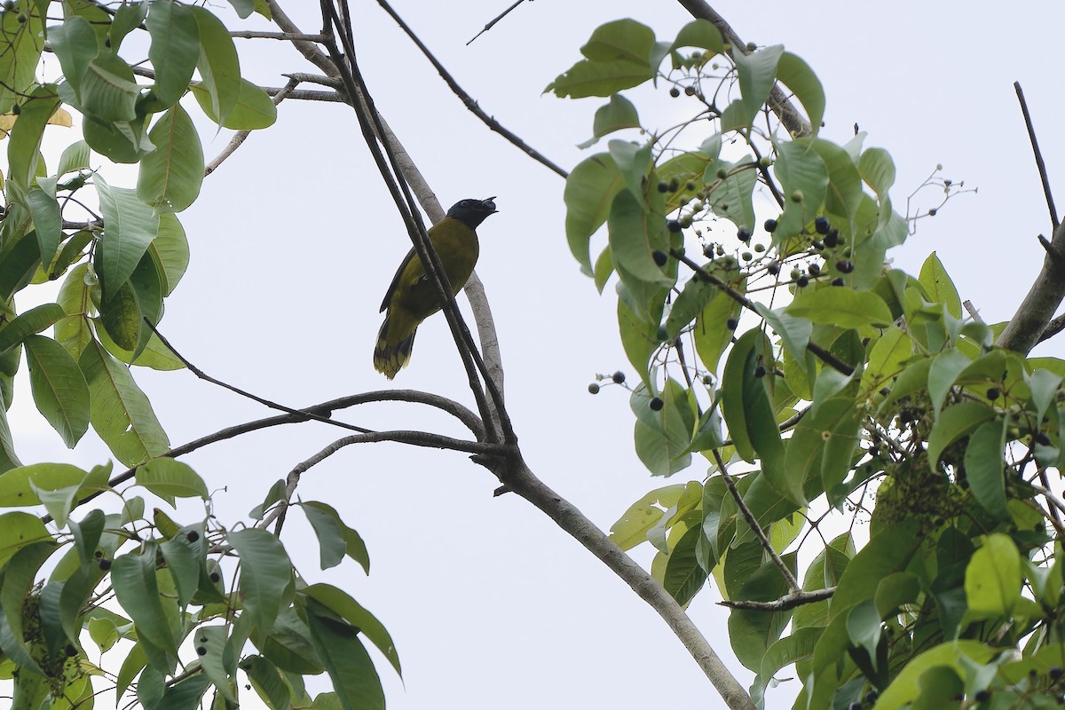 Black-headed Bulbul - ML620638222