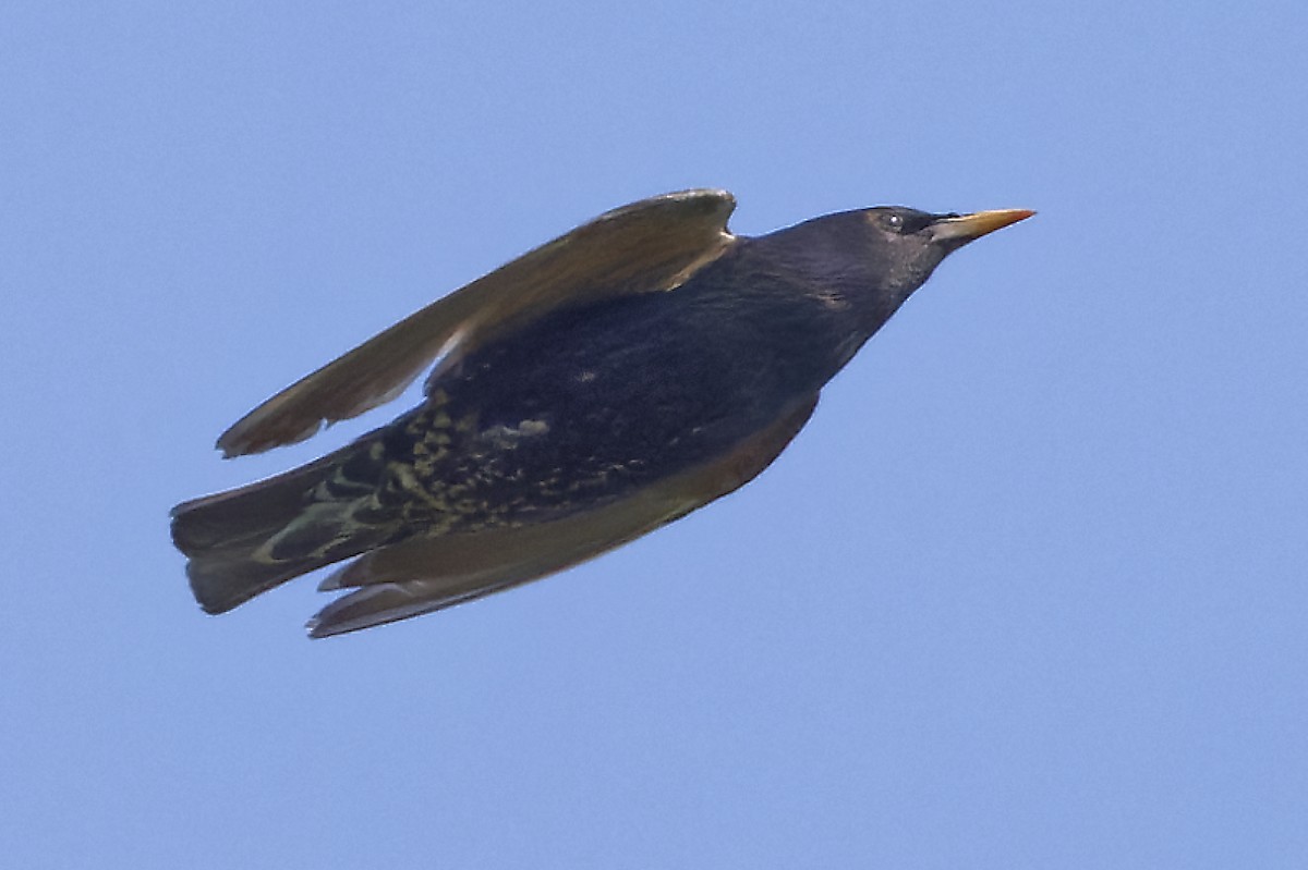 European Starling - ML620638223