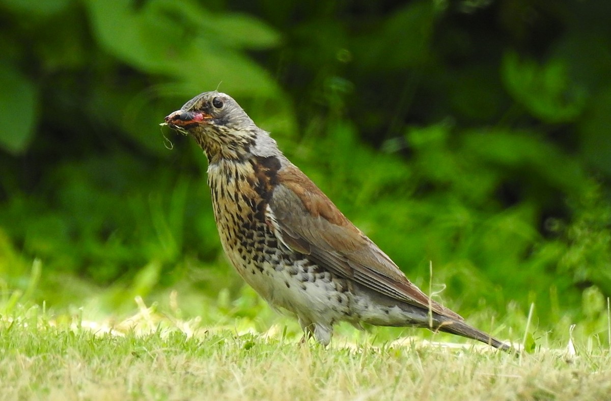 Fieldfare - ML620638224