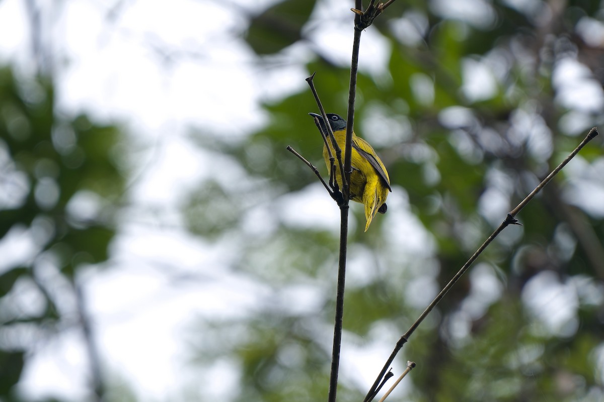 Bulbul cap-nègre - ML620638227