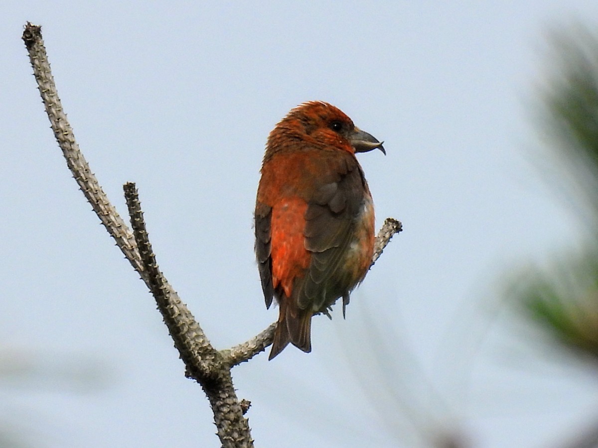 Red Crossbill (Northeastern or type 12) - ML620638229