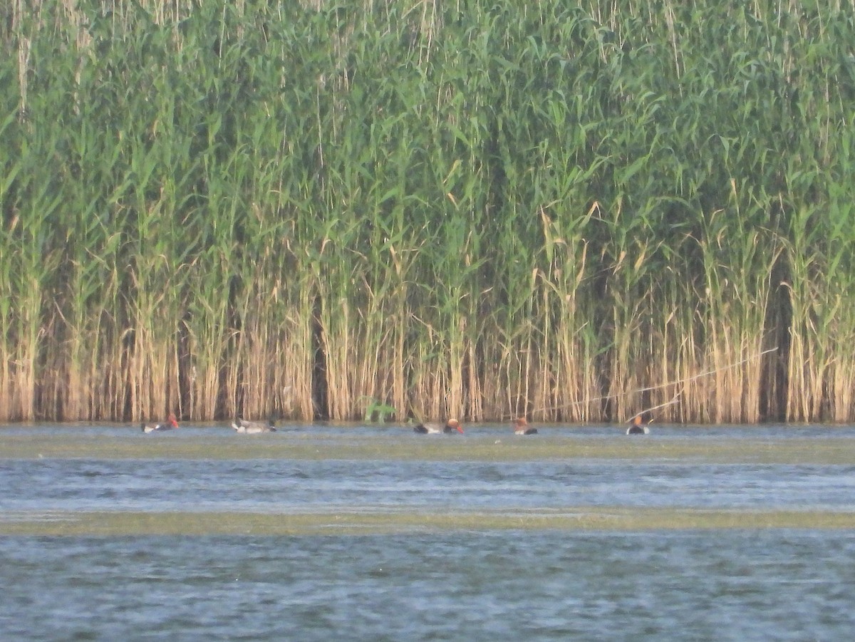 Red-crested Pochard - ML620638230