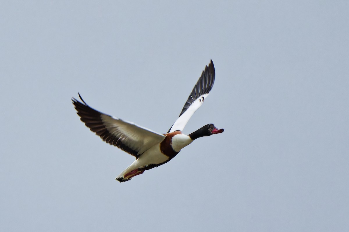 Common Shelduck - ML620638233