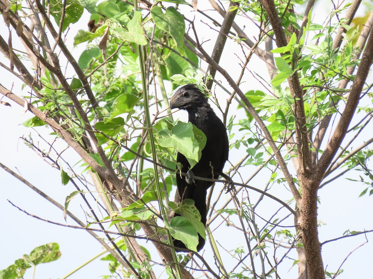 Groove-billed Ani - ML620638243