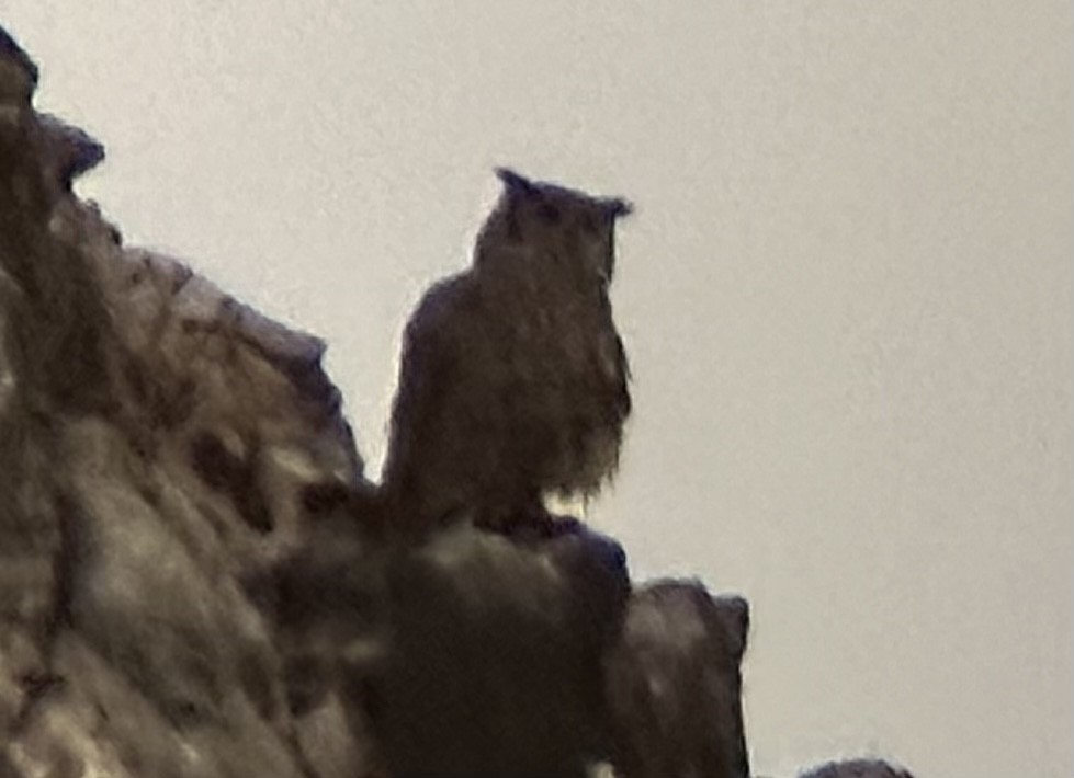 Great Horned Owl - ML620638249