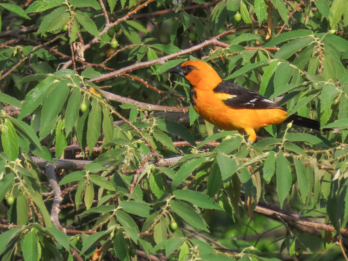 Oriole à gros bec - ML620638262