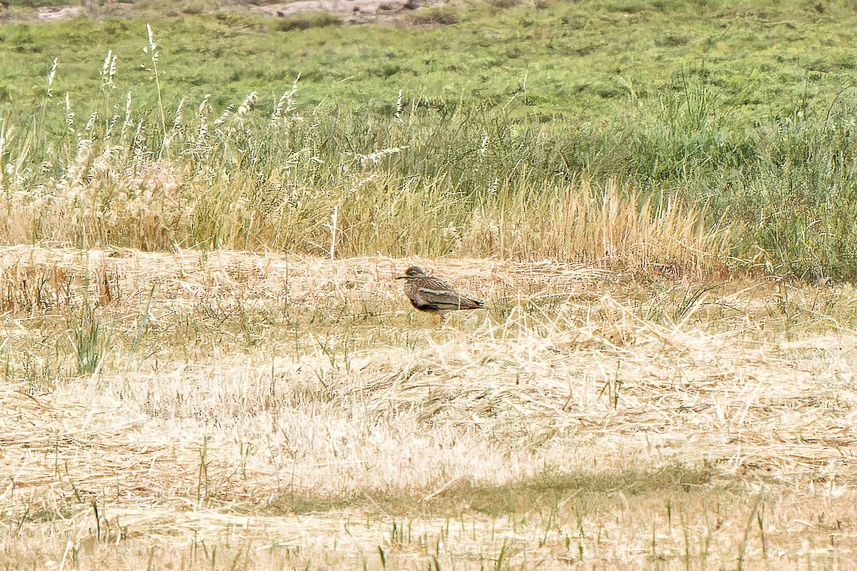 Eurasian Thick-knee - ML620638263