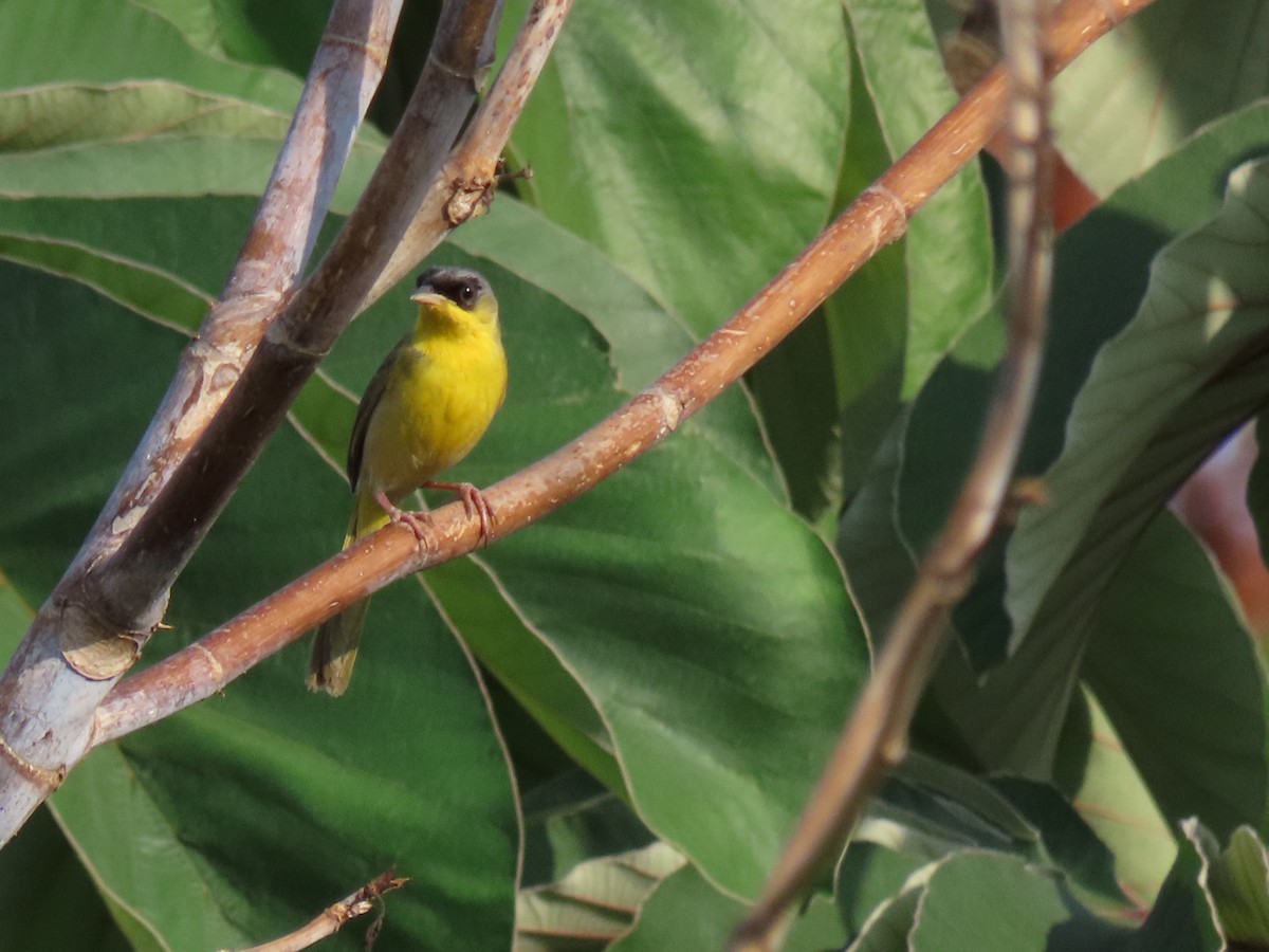 Gray-crowned Yellowthroat - ML620638269