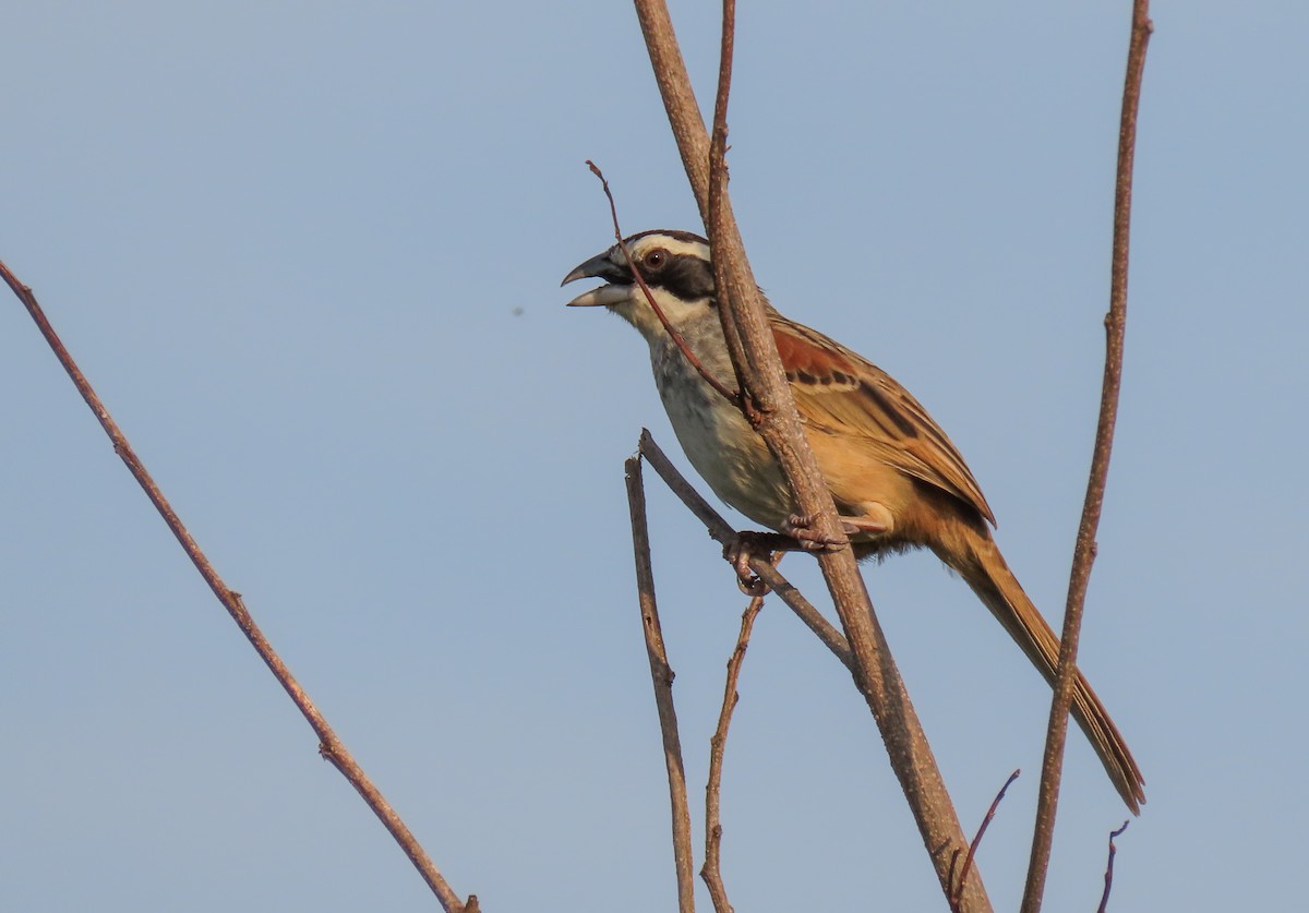 Stripe-headed Sparrow - ML620638277