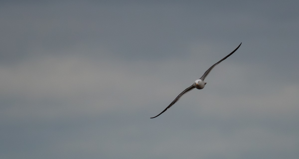 Black-tailed Gull - ML620638279