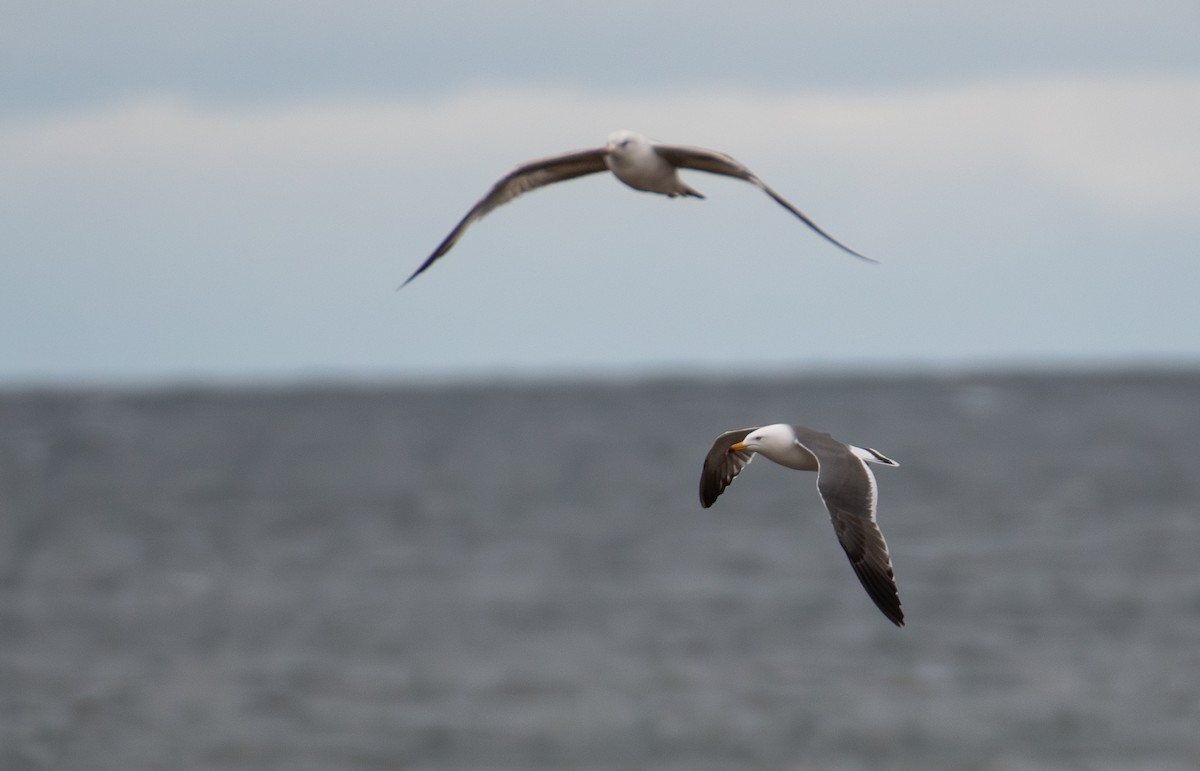 Black-tailed Gull - ML620638280