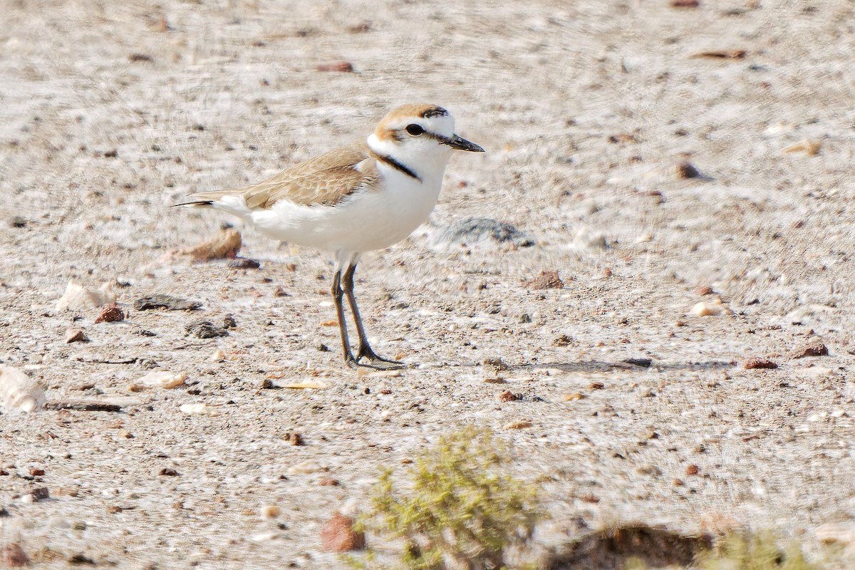 Kentish Plover - ML620638288