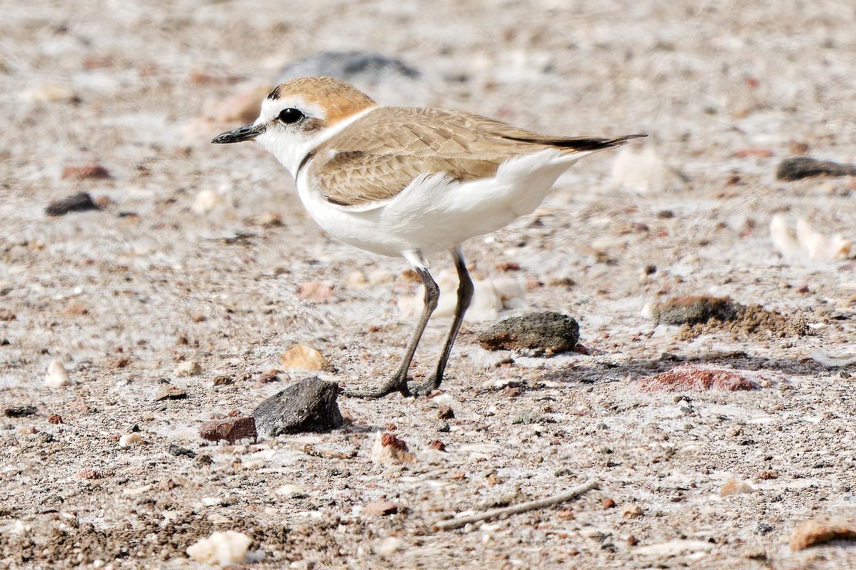 Kentish Plover - ML620638289