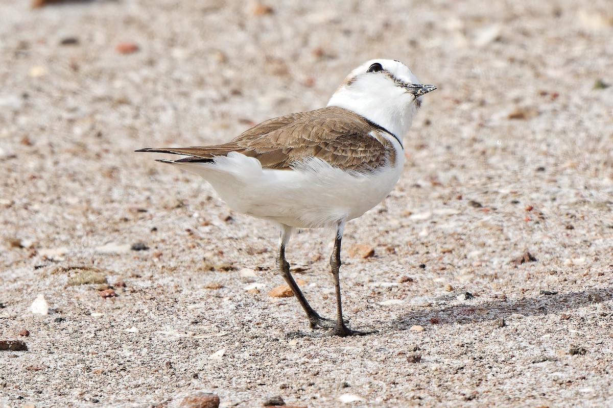 Kentish Plover - ML620638293