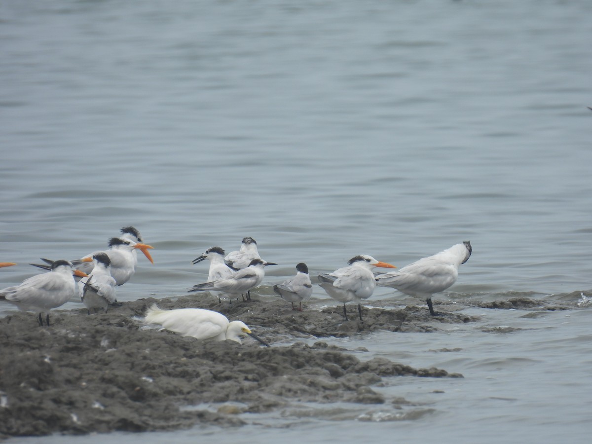 Sandwich Tern - ML620638296