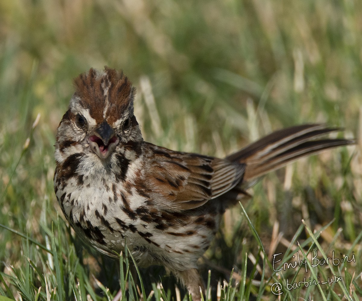 Song Sparrow - ML620638307