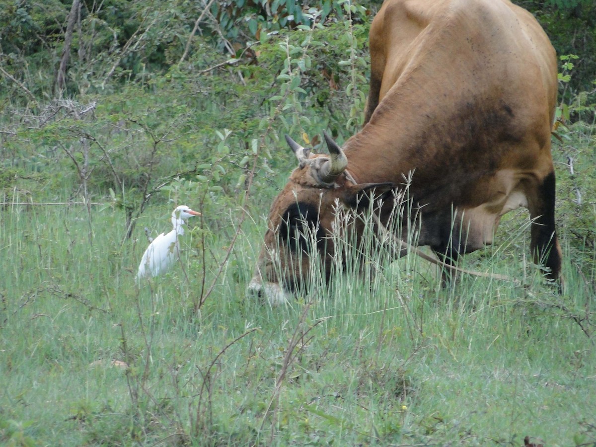 Western Cattle Egret - ML620638308