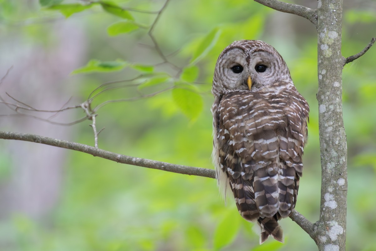 Barred Owl - ML620638310