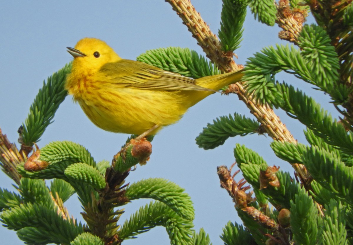 Yellow Warbler (Northern) - ML620638312