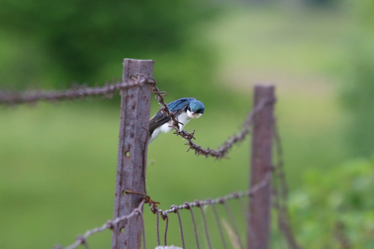 Golondrina Bicolor - ML620638314