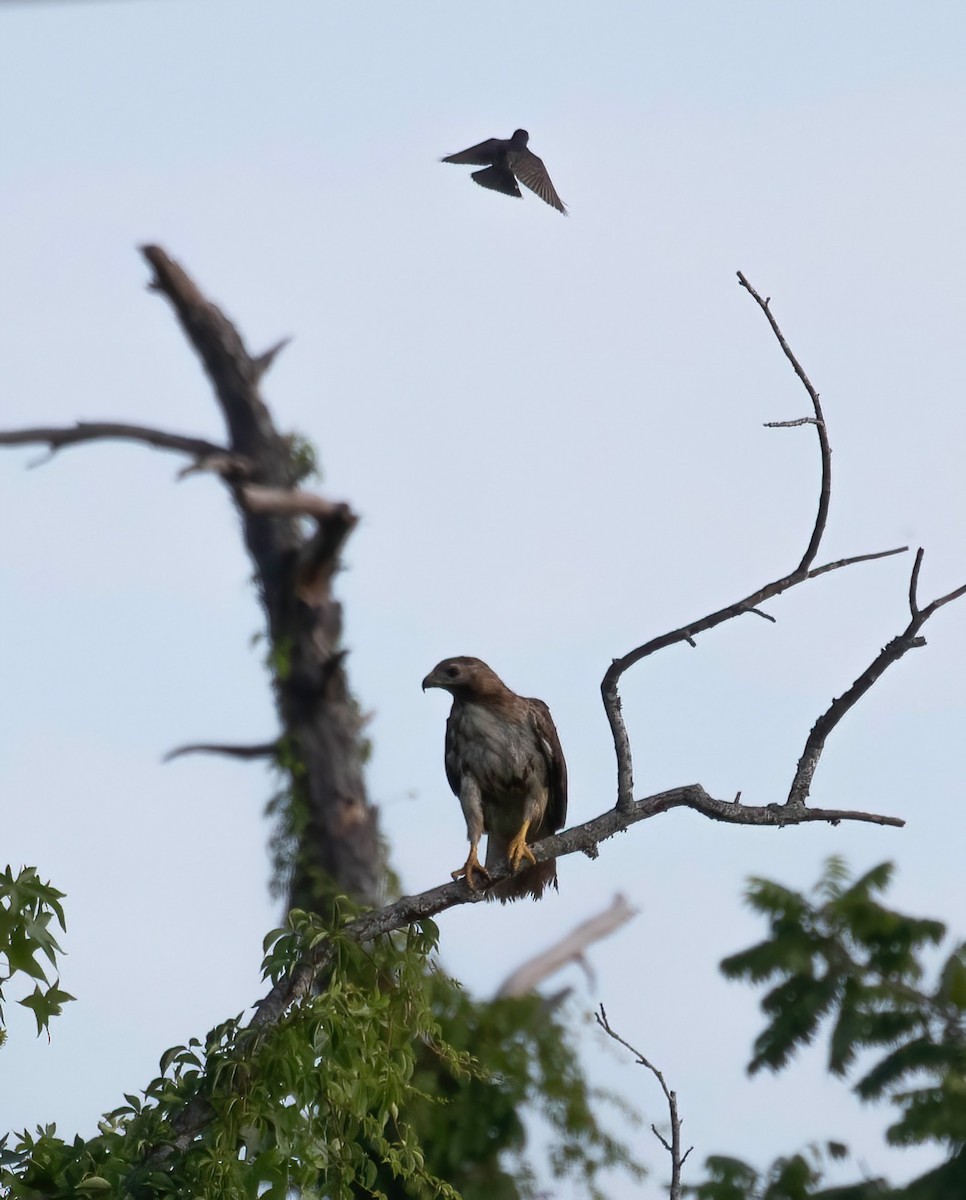 Red-tailed Hawk - ML620638325