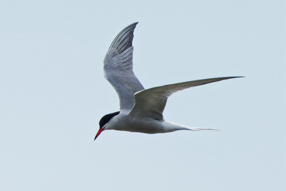 Common Tern - ML620638335