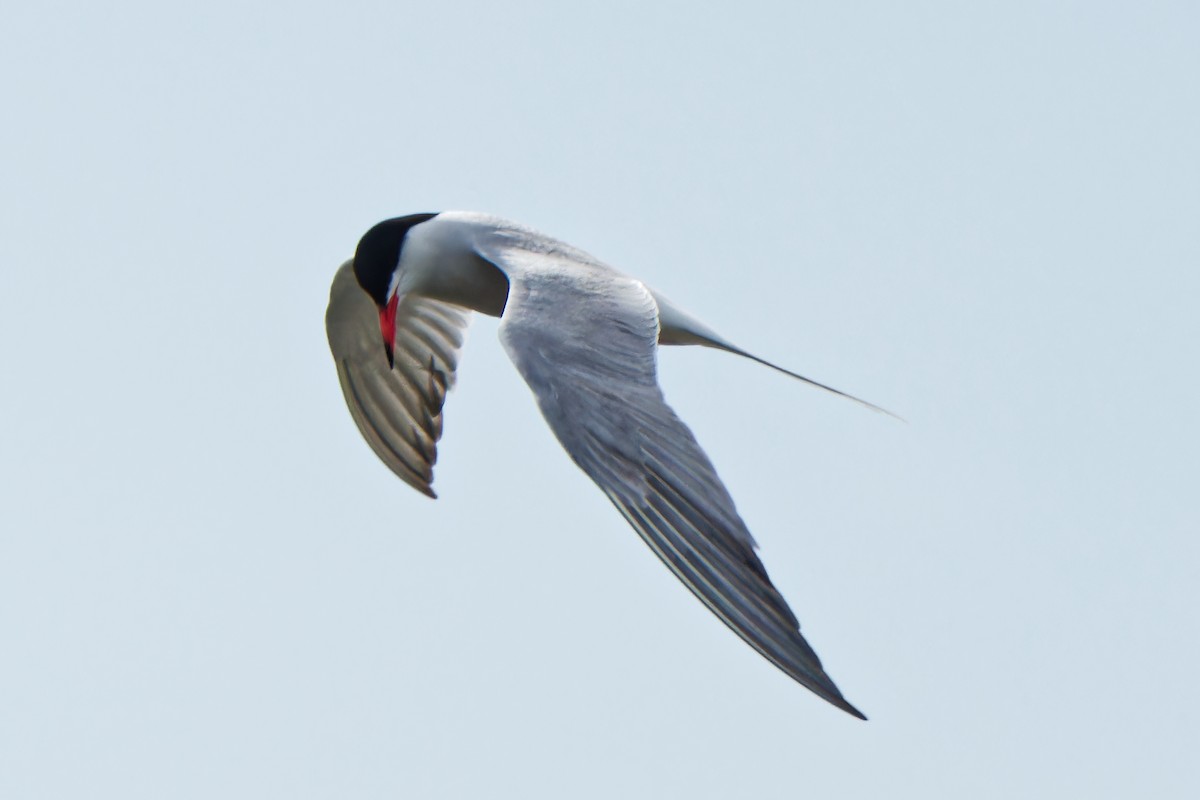 Common Tern - ML620638339