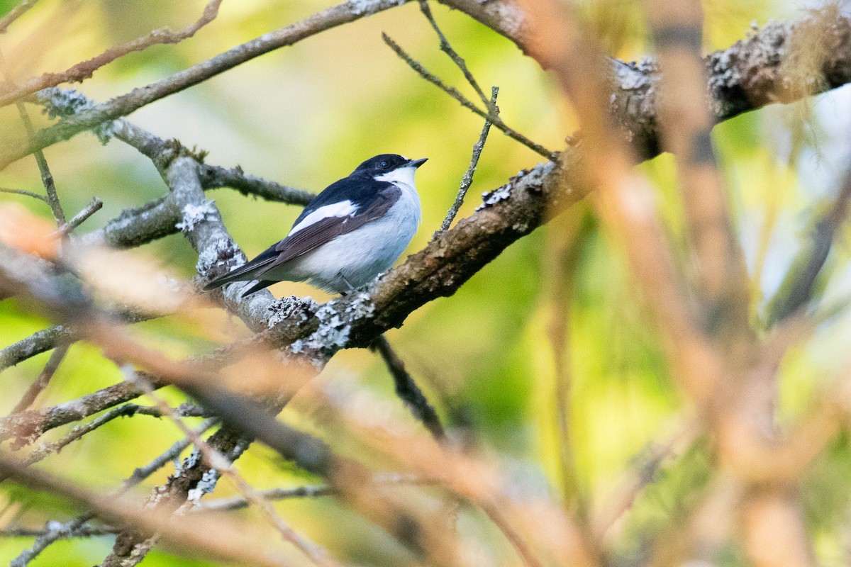 European Pied Flycatcher - ML620638352