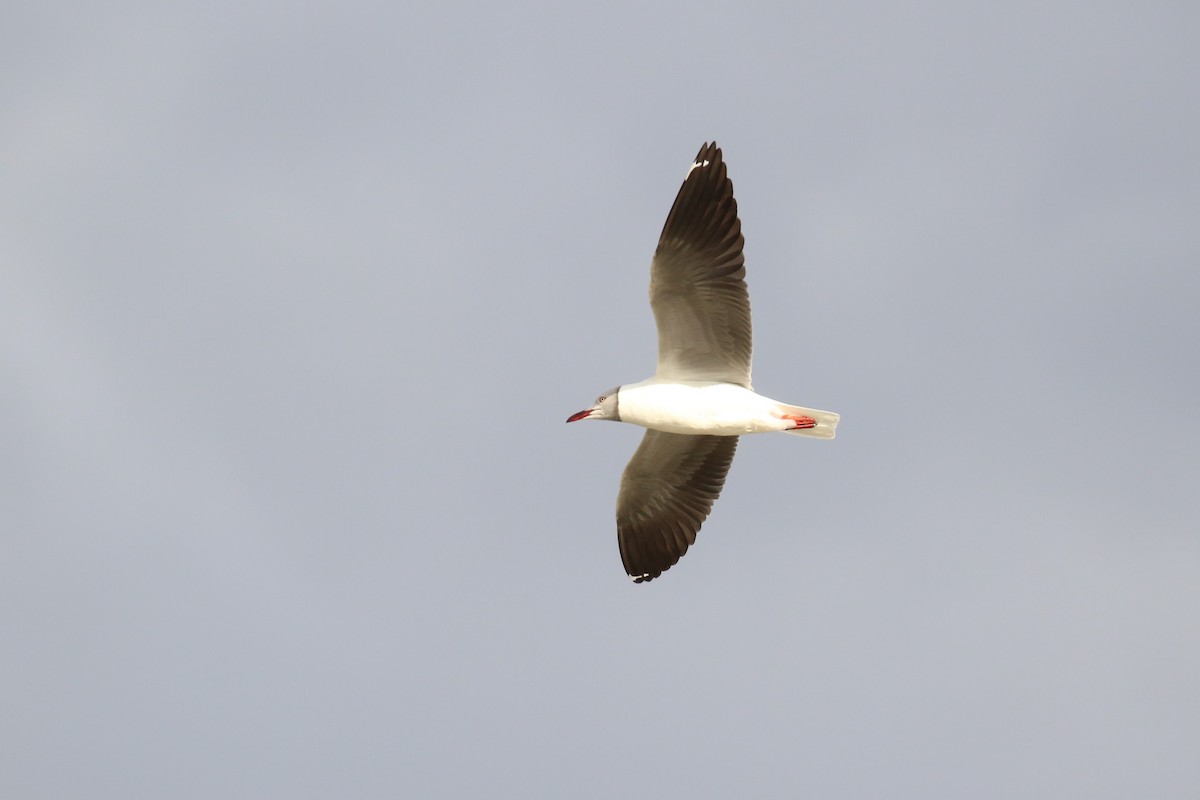 Gaviota Cabecigrís - ML620638353