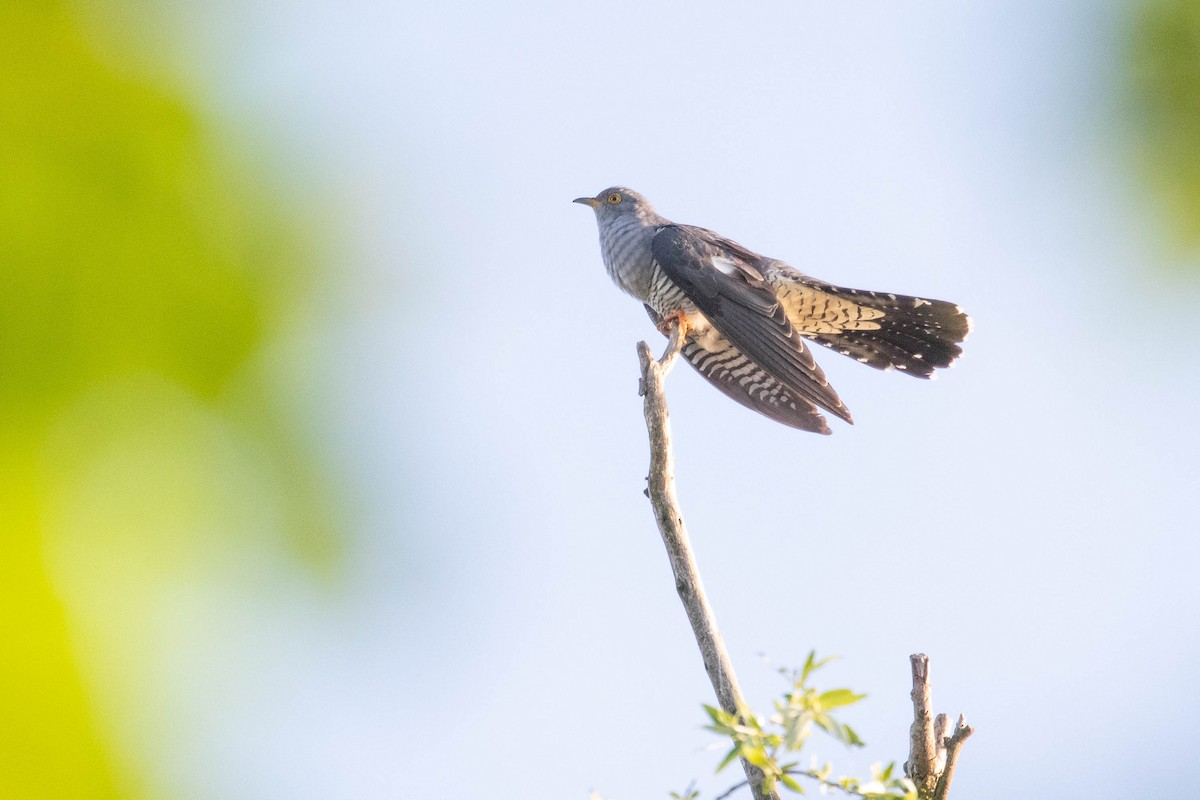 Common Cuckoo - ML620638363