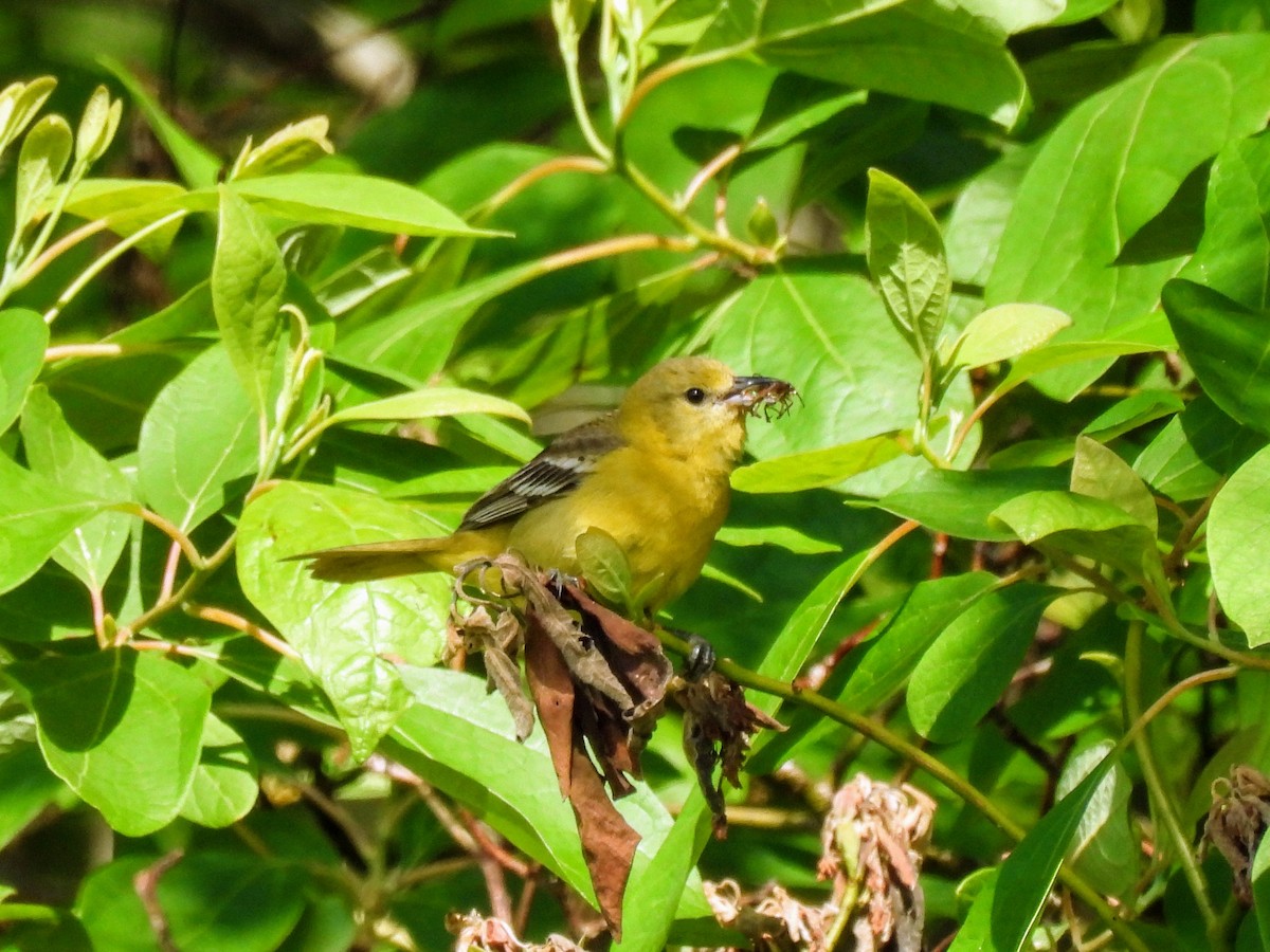 Orchard Oriole - ML620638365